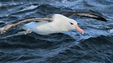 Wallpaper thumb: Black-browed Albatross